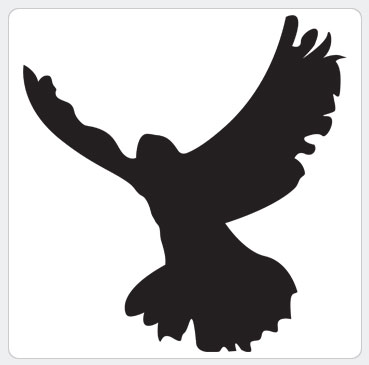 Bird.jpg