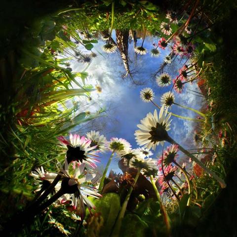 نگاه مورچه ای....