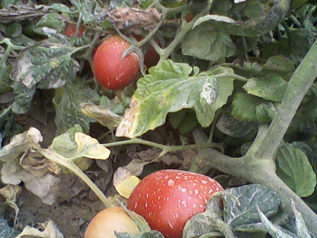 گوجه فرنگی در صحاری بردستان