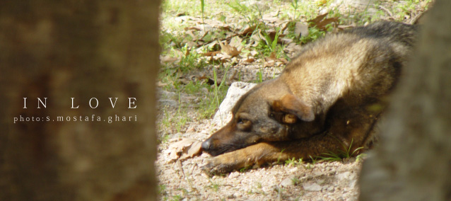 InLove_by_mostafa_Ghari.jpg