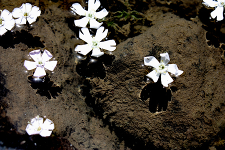 ستارگان زمین