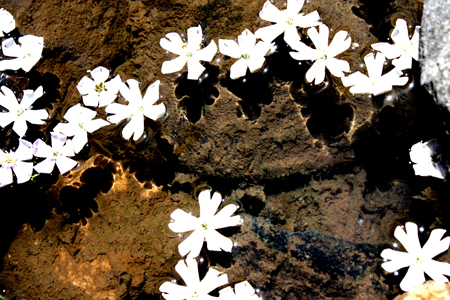 ستارگان زمین