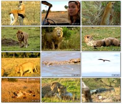 مستند زندگي گربه سانان بزرگ Big Cat Diary