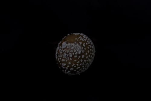 ستارگان زمین