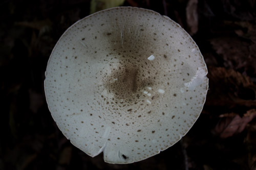 ستارگان زمین