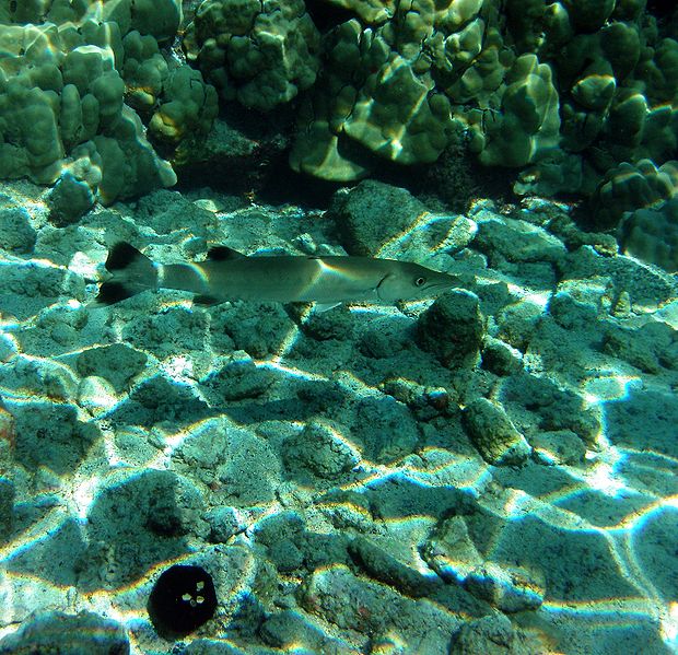 Kona,_Hawaii_2009.jpg