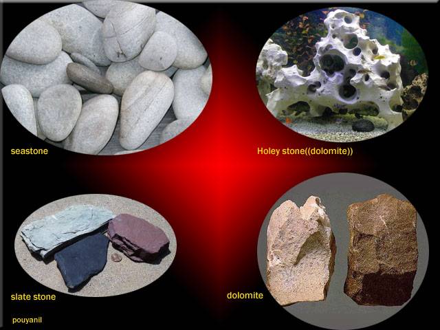 سیچلاید دیمیدیوکرومیسم((چشم خور)) Dimidiochromis or Eye-biter