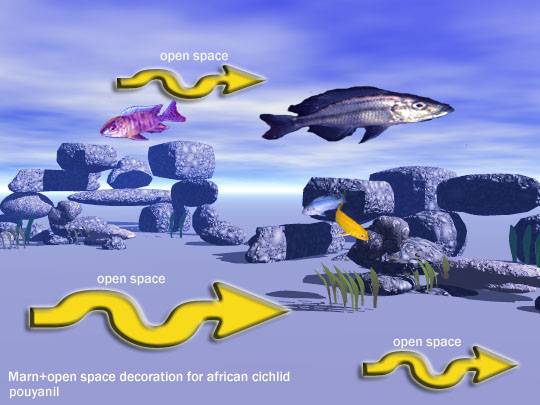 سیچلاید دیمیدیوکرومیسم((چشم خور)) Dimidiochromis or Eye-biter
